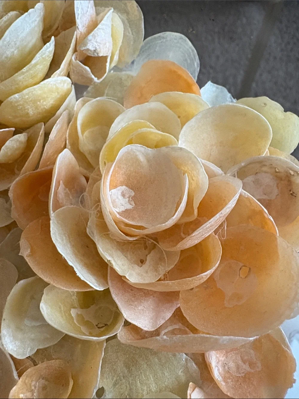 Handcrafted Shell Flower handheld mirror - Peach and Cream